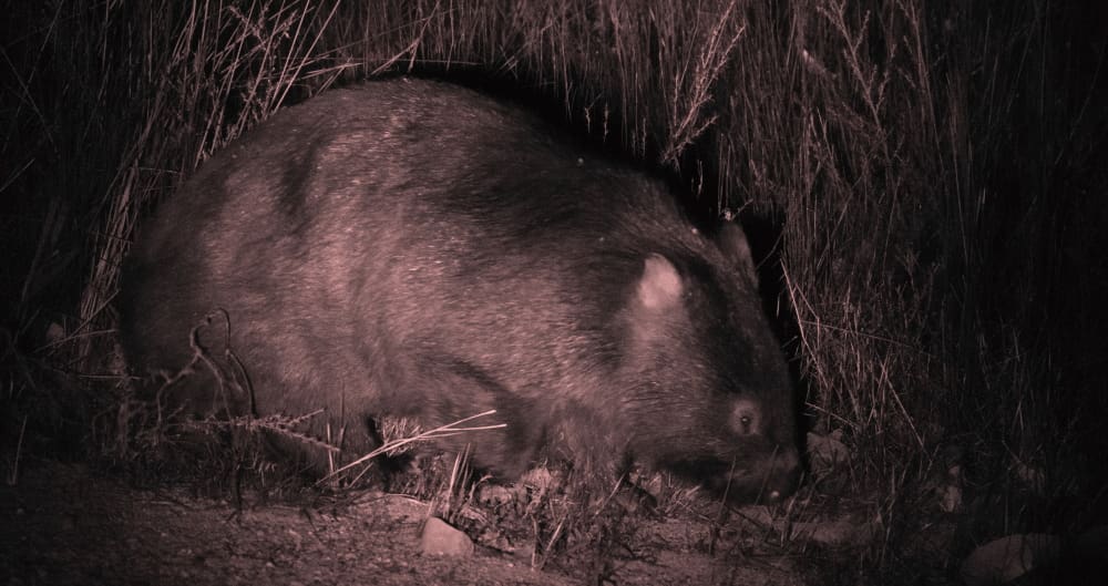 Wombat Wildlife Journey tour list of animals