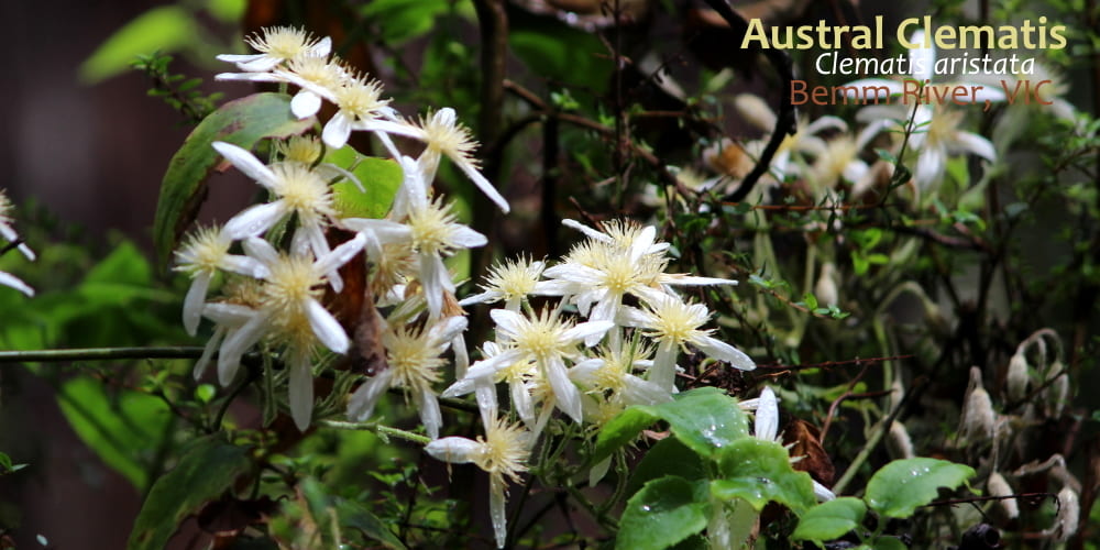 Austral Mountain Clematis aristata flower East Gippsland