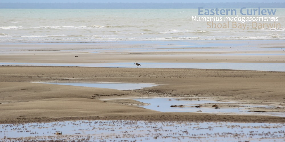 Eastern Curlew Shoal Bay Darwin