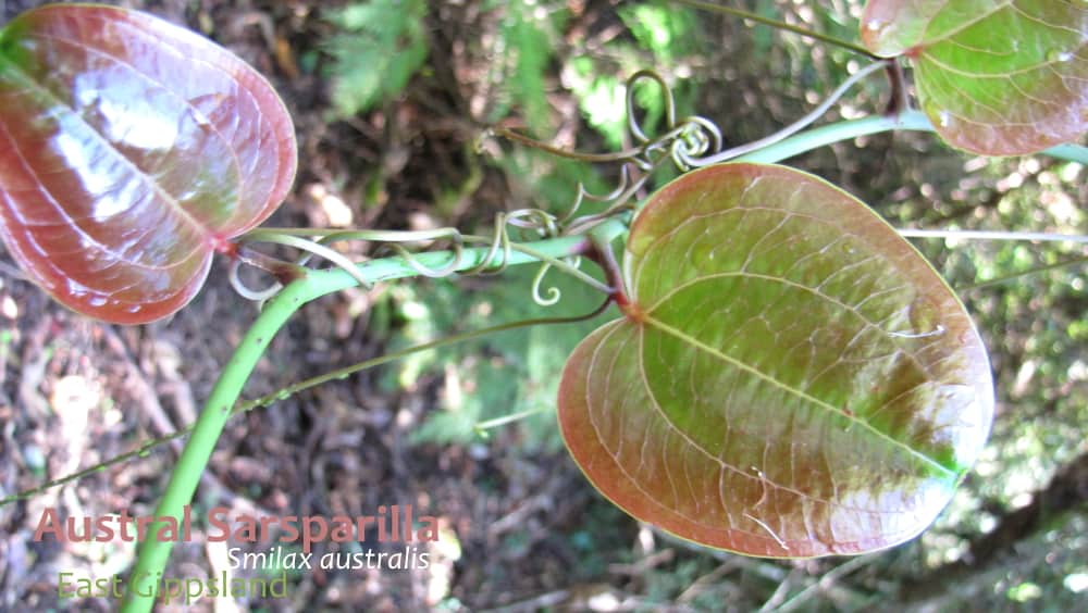 Austral Sarsparilla Smilax australis new leaves Victoria