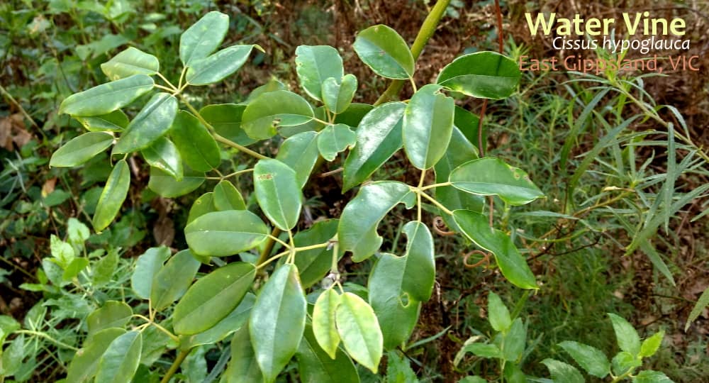 Cissus hypoglauca vine leaves