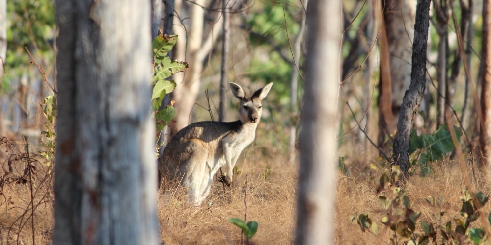 Antilopine Kangaroos of northern Australia