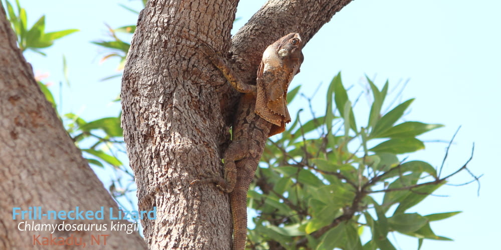 Frilled Lizard Kakadu