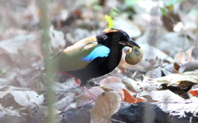 Interesting Rainbow Pitta behaviour