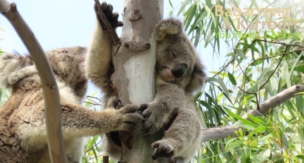 Koala mother joey wild