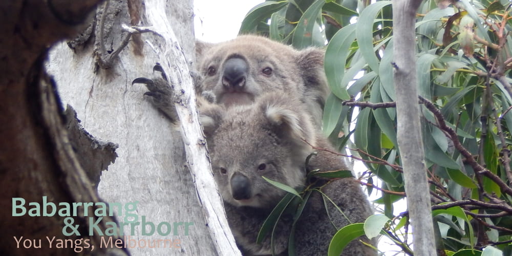 Joey koala with mother in wild