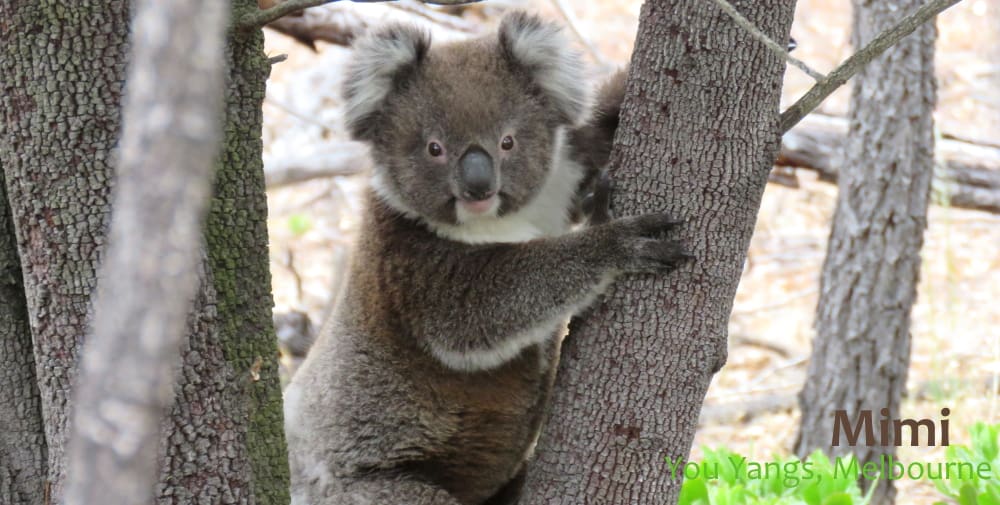 cute young koala