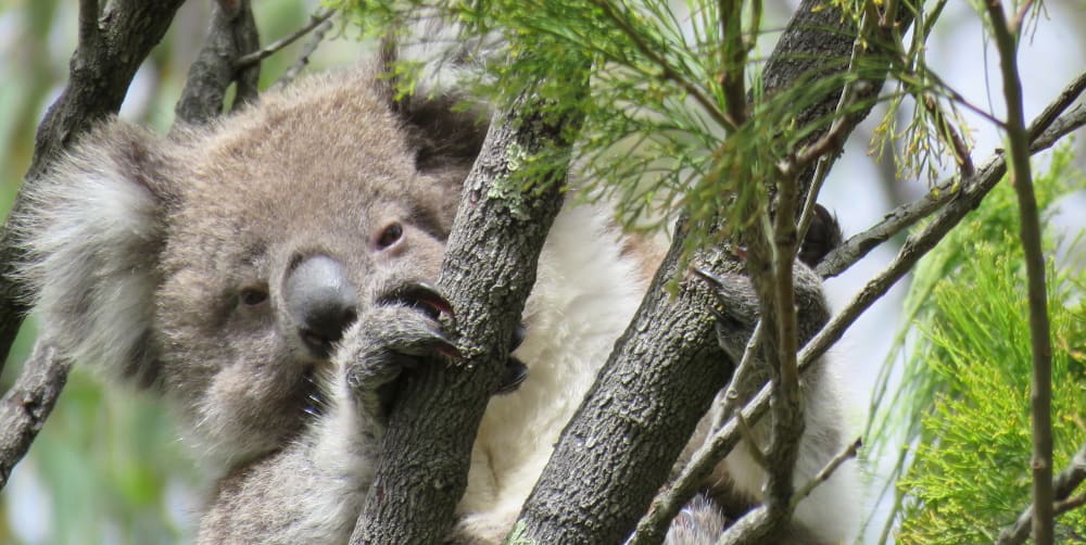 Koala future in the wild joey