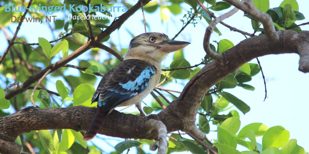 blue-winged Kookaburra Darwin, NT