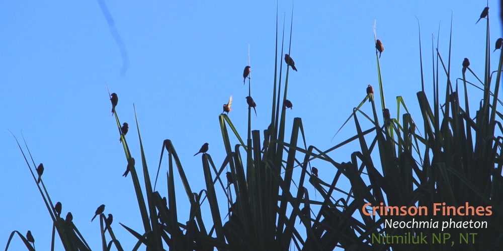 Crimson Finches on pandanus dawn