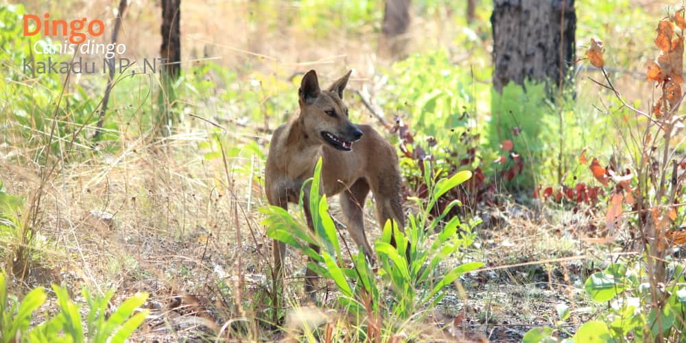 Wild dingo Kakadu