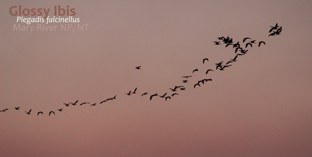 Glossy Ibis flying out sunset NT