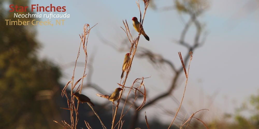 Star Finches on grass stem at dusk