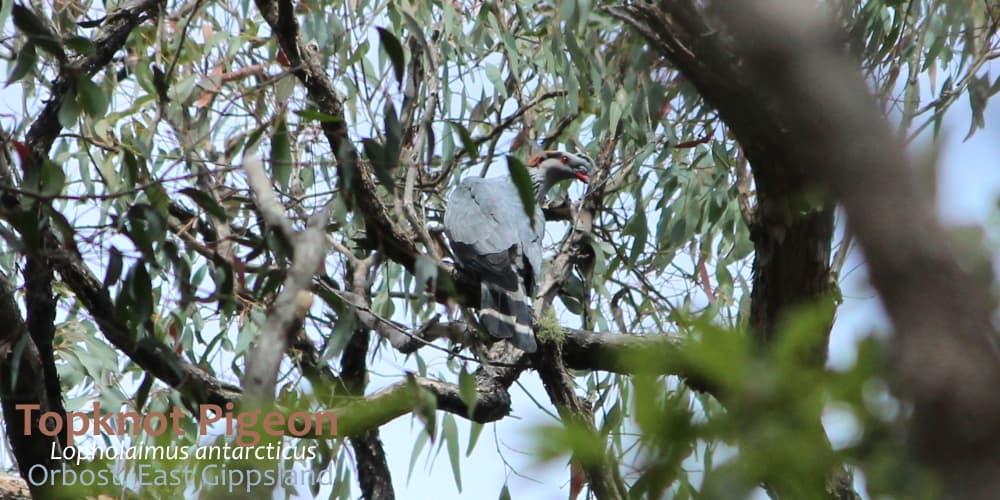 Trip Report: East Gippsland December 2019