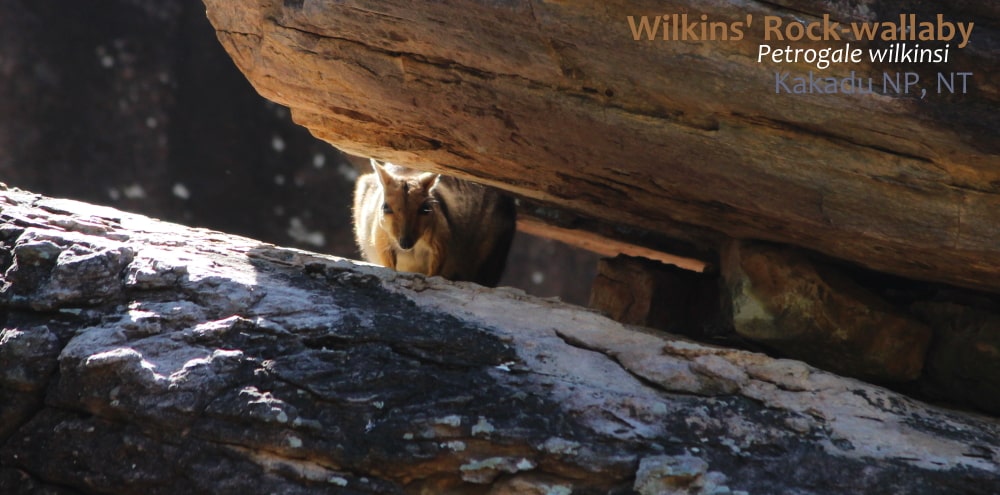 Wilkins Eastern Short-eared Rock-wallaby