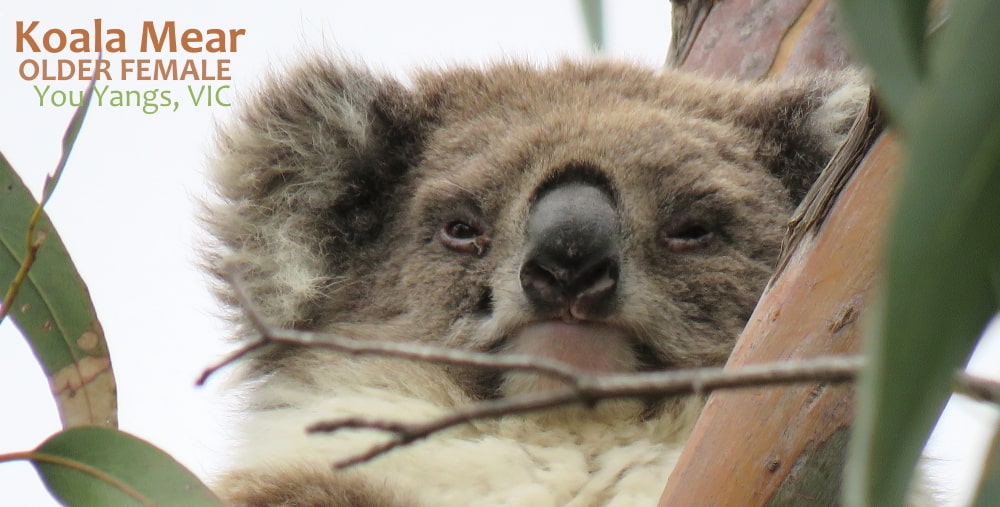 koala personality snob disdainful