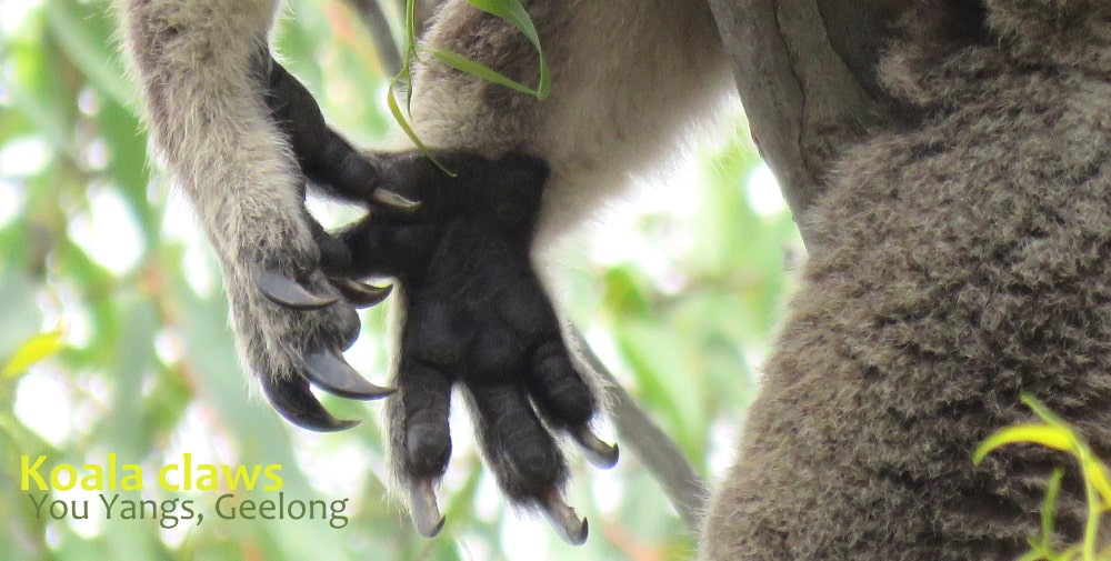 koala claws are sharp