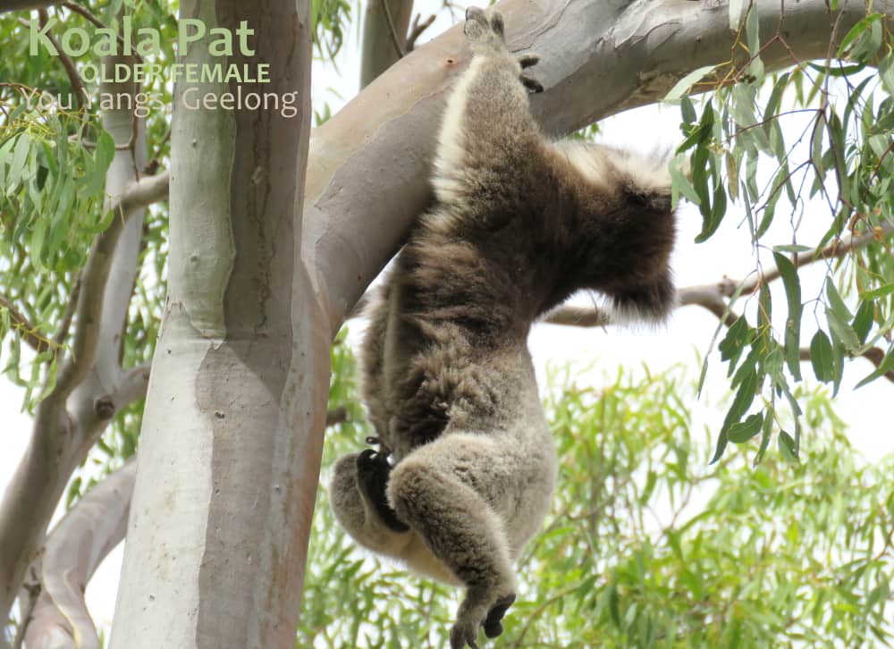 Koala grooming whilst hanging on with hands only