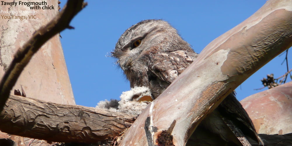 Tawny Frogmouth father on nest