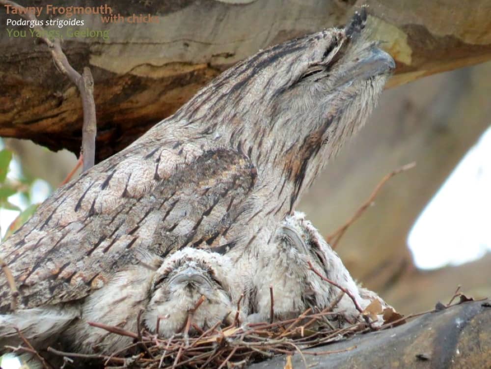 Tawny Frogmouth nesting behaviour