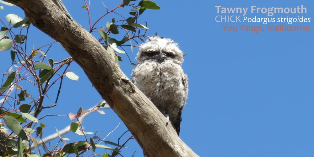 Tawny Frogmouth chick exposed branch