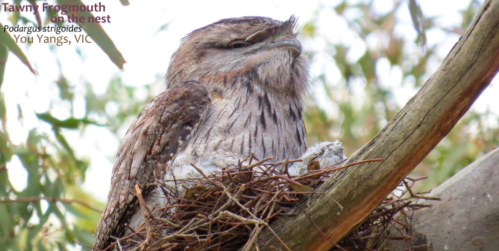 Podargus strigoides behaviour nesting