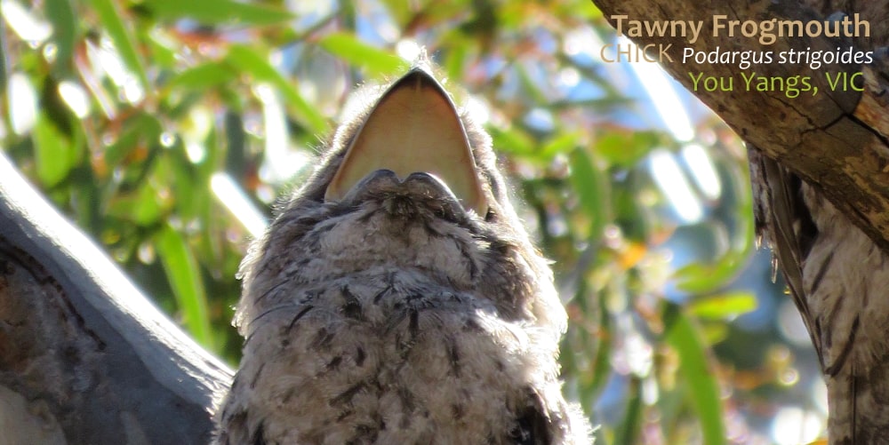 Tawny Frogmouth vocalising beak open