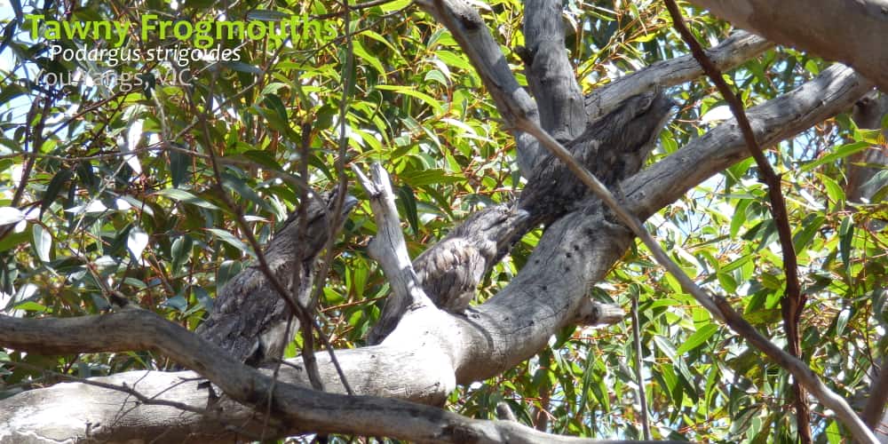 Tawny Frogmouth behaviour use of dead branch