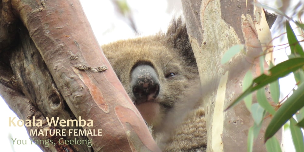 posh personality of koalas