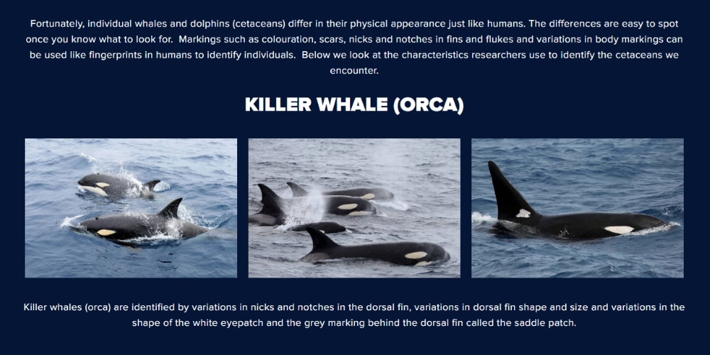 orca conservation Australia