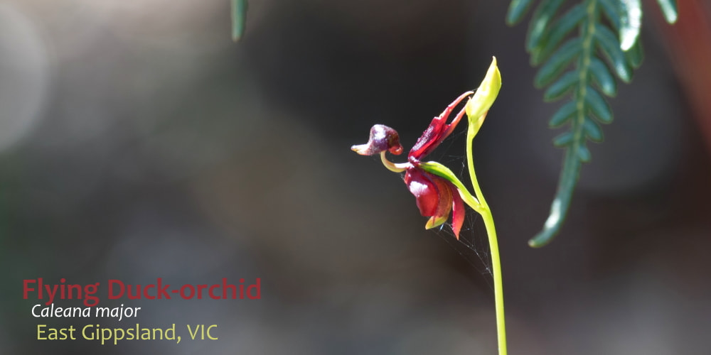 Flying Duck Orchid East Gippsland