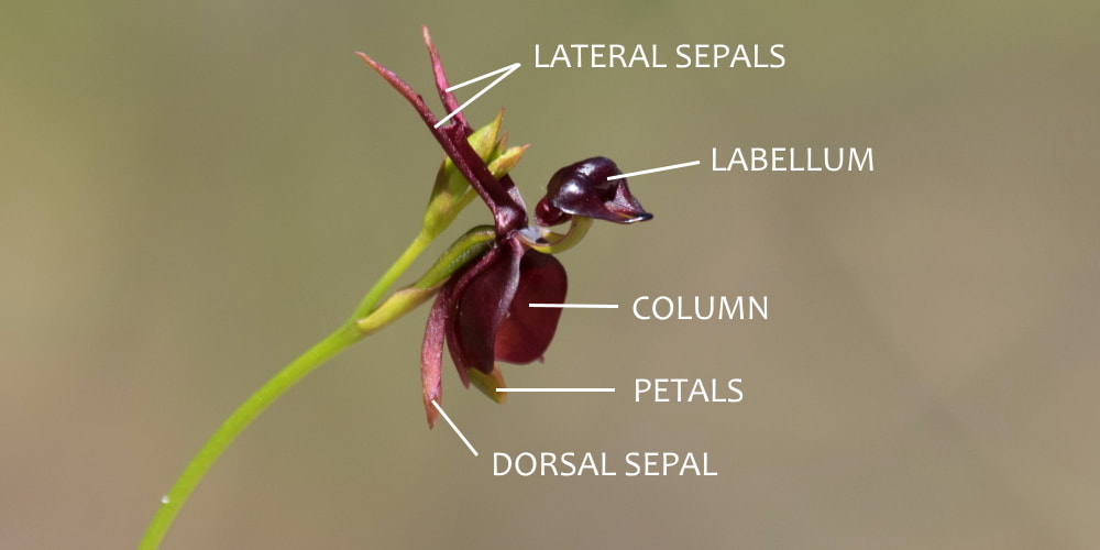 Flying Duck Orchid flower structure