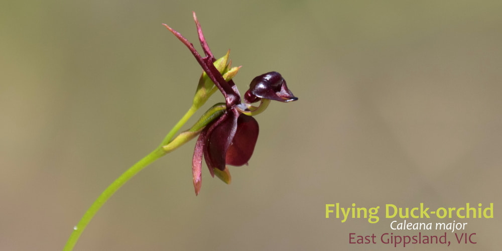 Caleana major orchid orbost