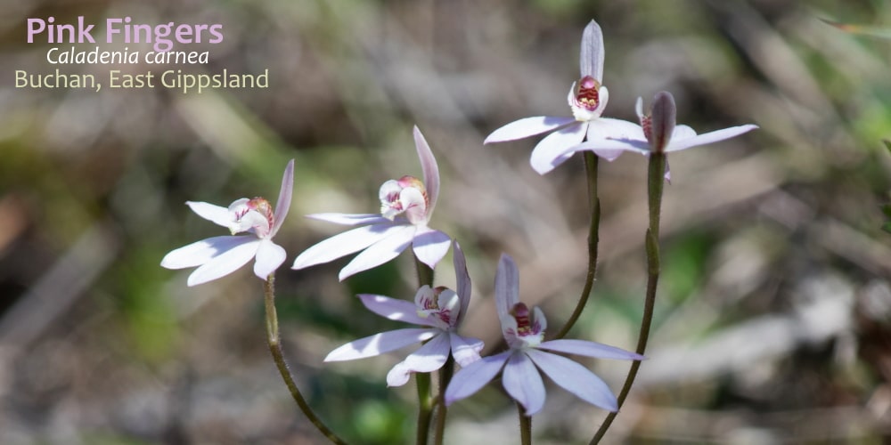 caladenia orchids of east gippsland