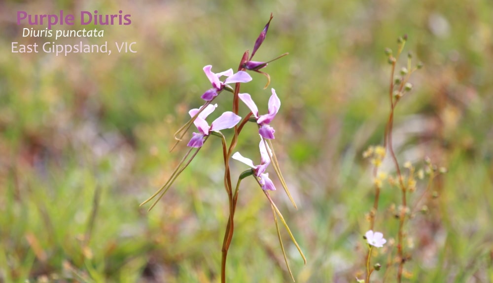 Purple Donkey-orchid victoria