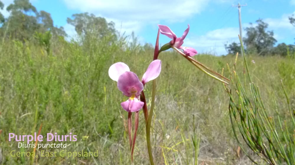 Purple Diuris East Gippsland