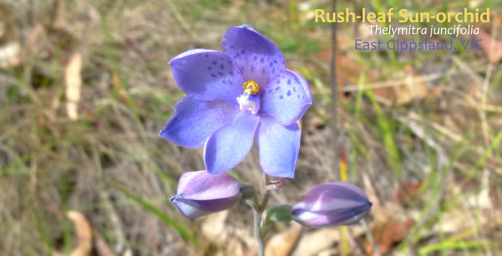 Thelymitra juncifolia sun orchid orbost