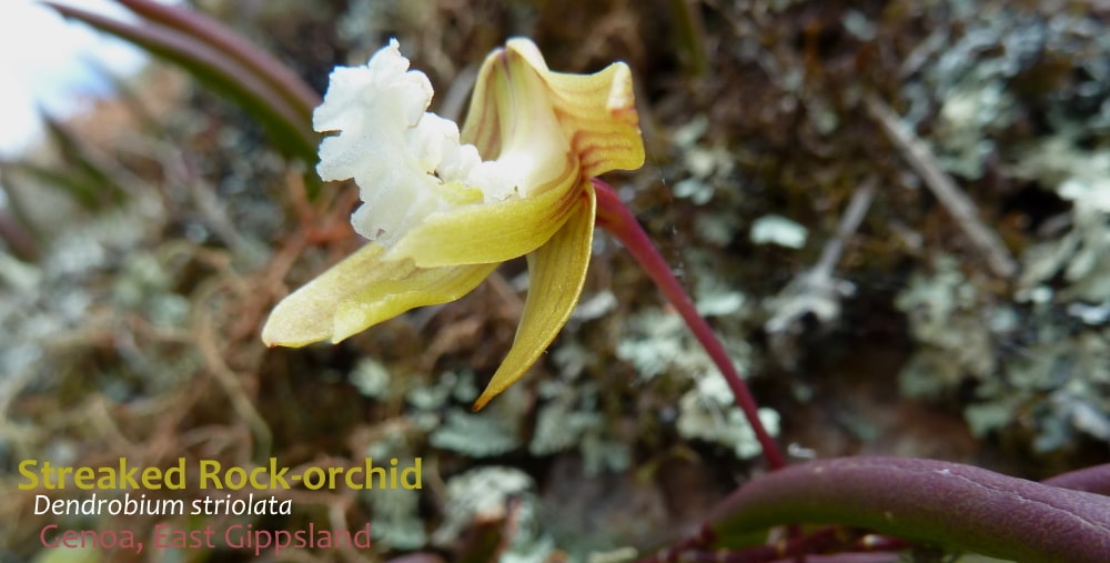 Streaked Rock Orchid flower Victoria