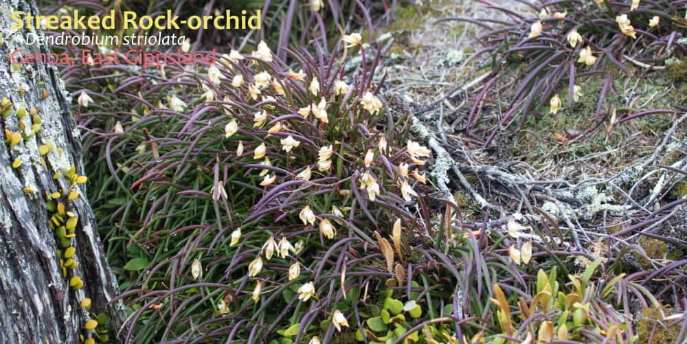 Dendrobium striolata Genoa