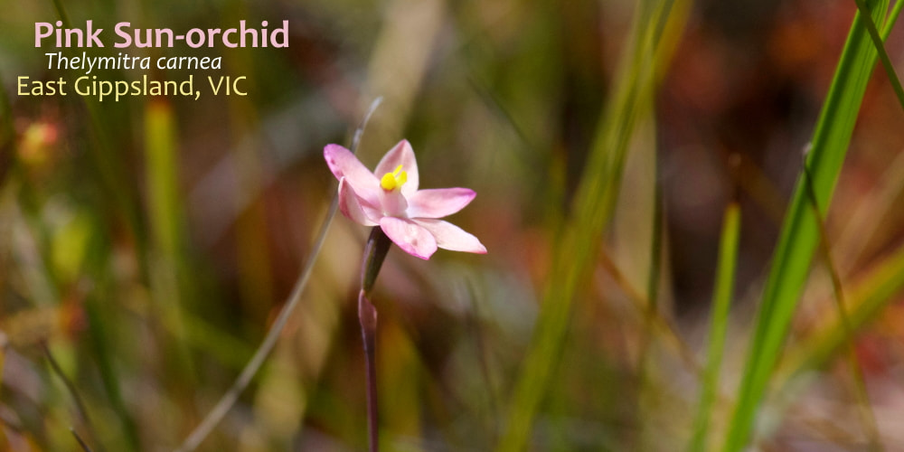 Pink Sun-orchid Mallacoota