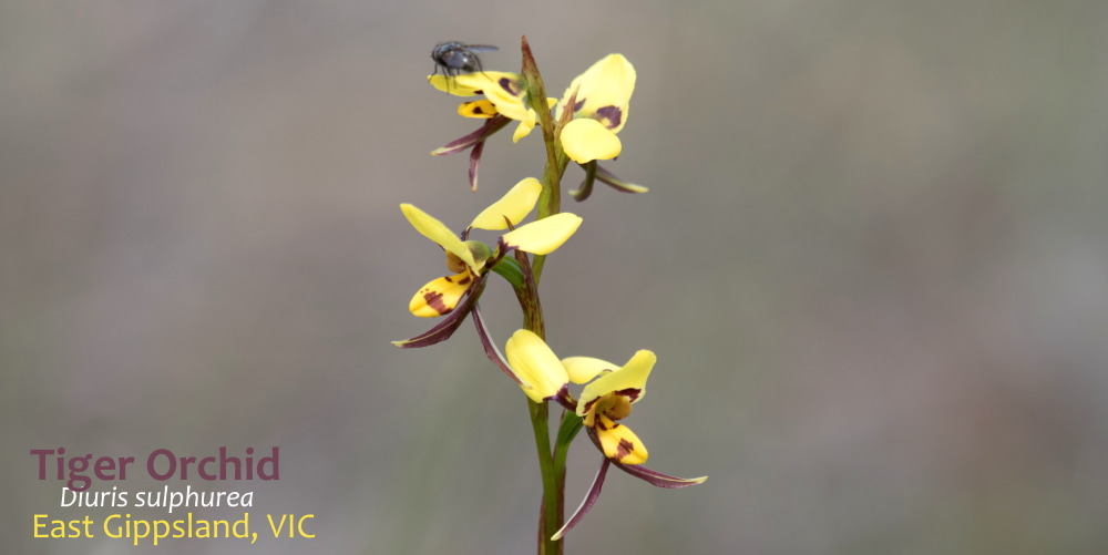 Tiger Orchid terrestrial orchid East Gippsland