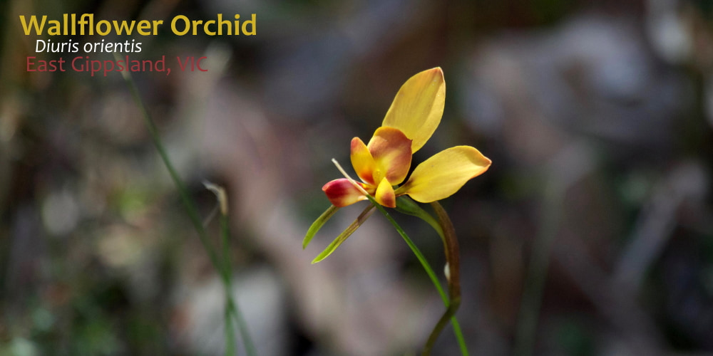 Wallflower Orchid yellow 