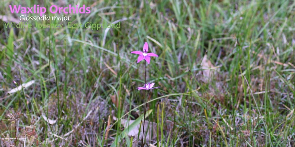 Glossodia major orchids in grass