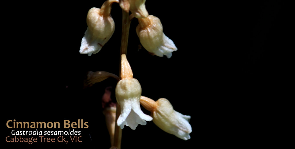 Potato Orchid Cabbage Tree Creek