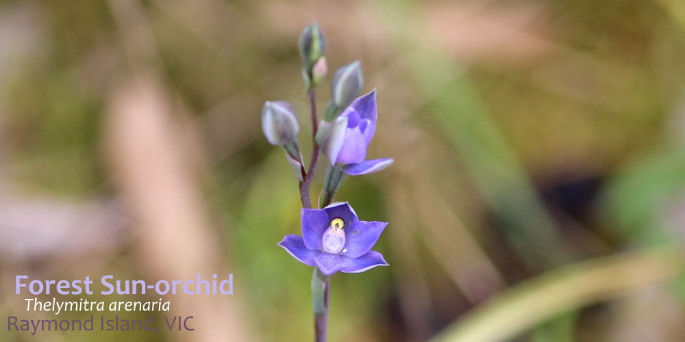 Forest Sun-orchid Eastern Victoria