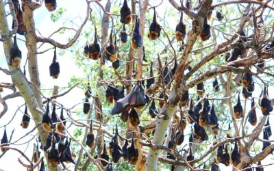 6 Interesting Facts about Australian Flying-fox Bats