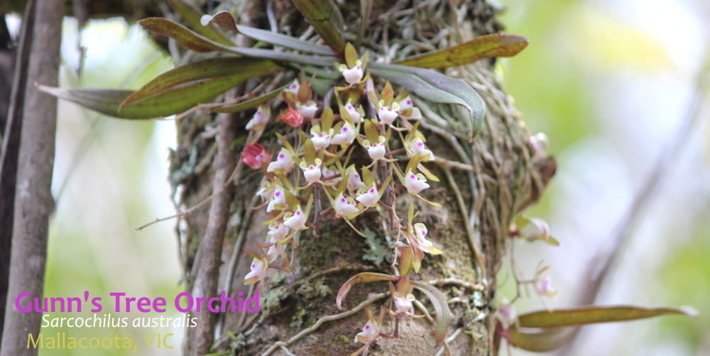 Butterfly Orchid East Gippsland