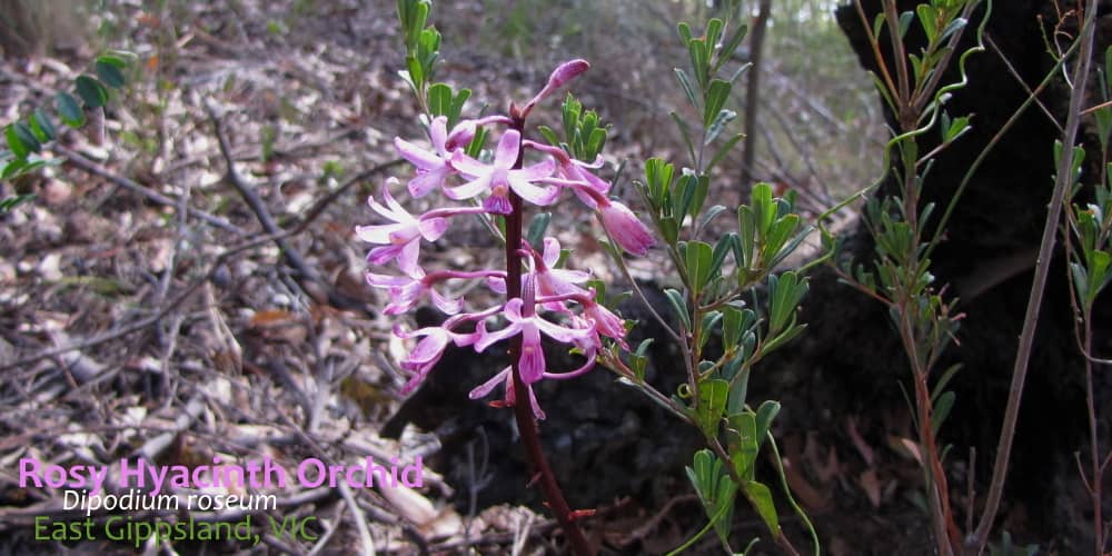 Rosy Hyacinth Orchid