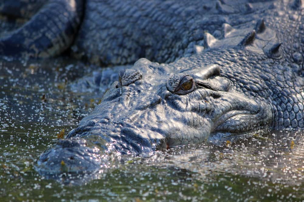 enjoy Kakadu see crocodiles close up