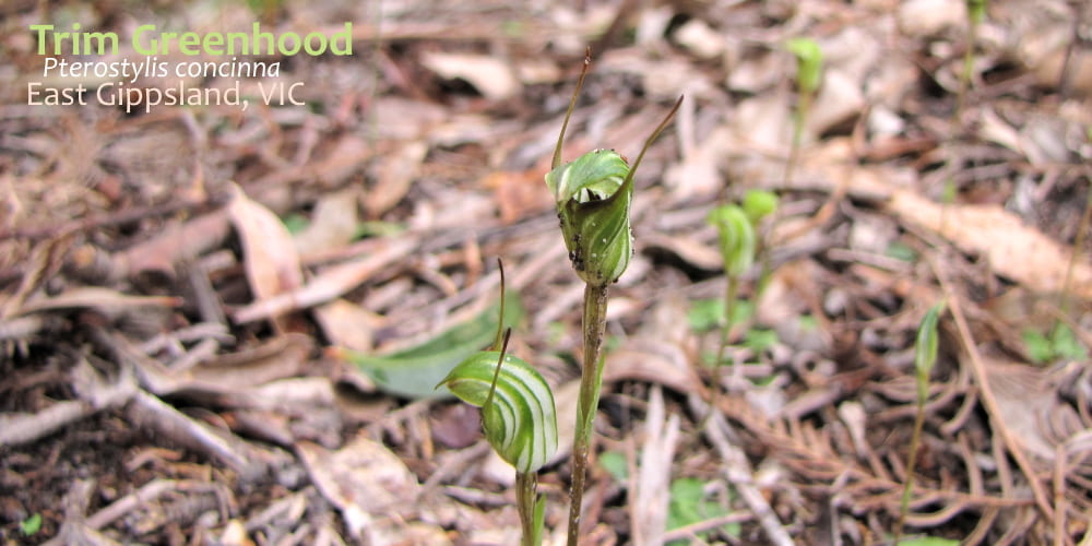 Trim Greenhood flower